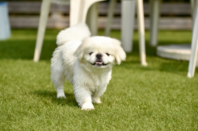 ペキニーズのご紹介