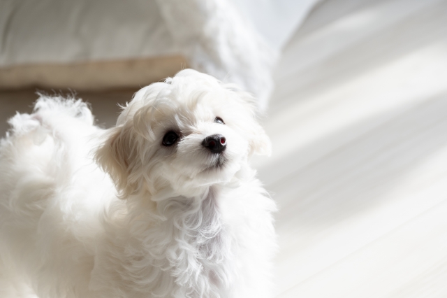 マルプーのご紹介