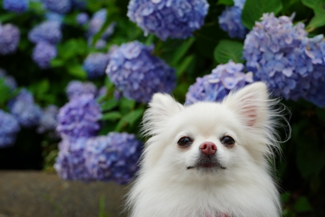 ポメチワのご紹介